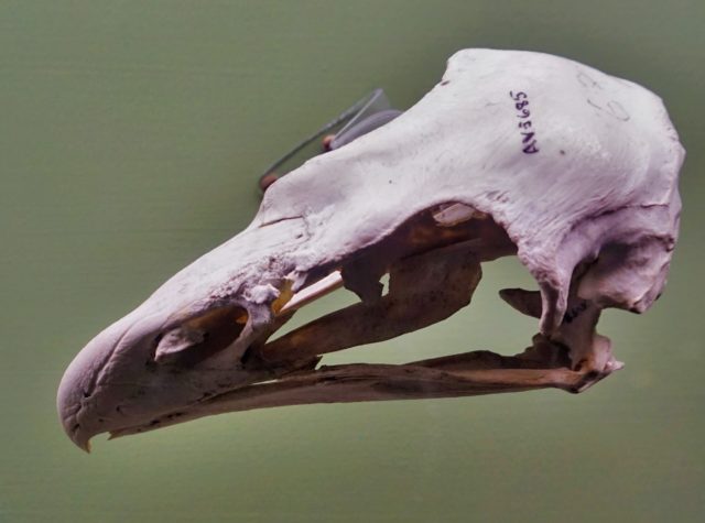 Skull of a Haast's eagle with a cataloging number written on it.