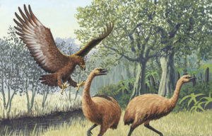 Large Haast's eagle in flight as it swoops down to attack two moa, ground birds that are similar to emus.