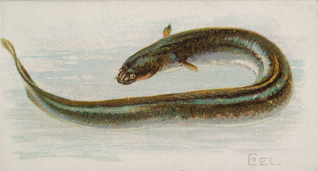 An illustration of the American eel