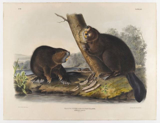 A drawing of two beavers