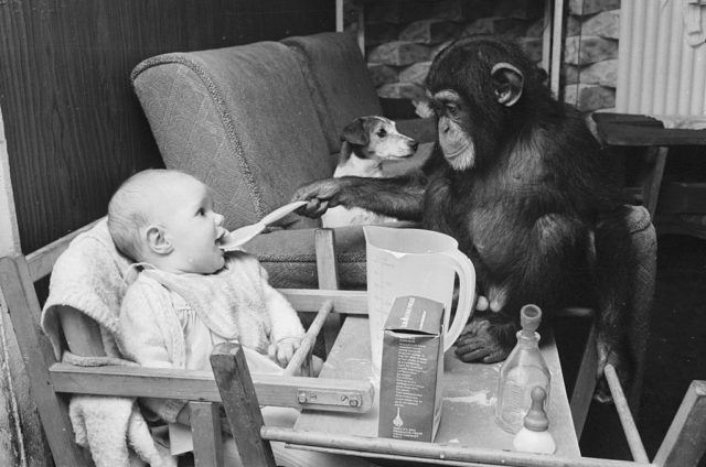 Chimpanzee sits on a high chair and feeds a baby sitting there while a dog sits on a couch in the background.