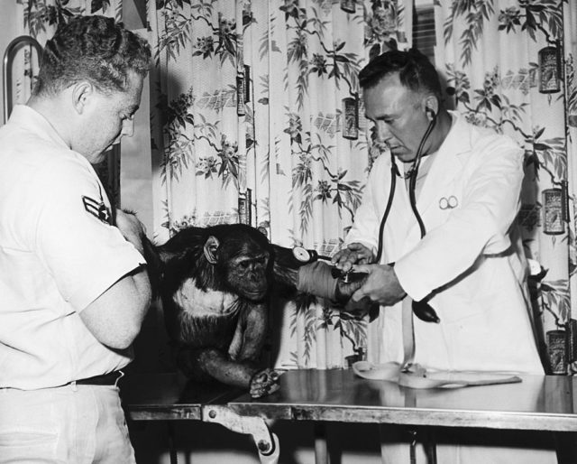 Chimpanzee sits on a table with a blood pressure cuff on his arm, held by a man in a white collared shirt and a doctor in a white lab coat with a stethoscope. 