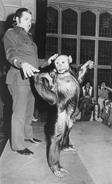 Chimpanzee standing like a person beside a man wearing a full suit.