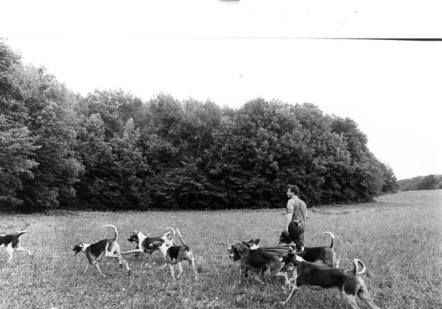 A man in a field with a group of dogs 