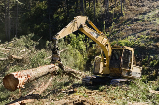 A heavy lifting machine lifts a cut log in the forest