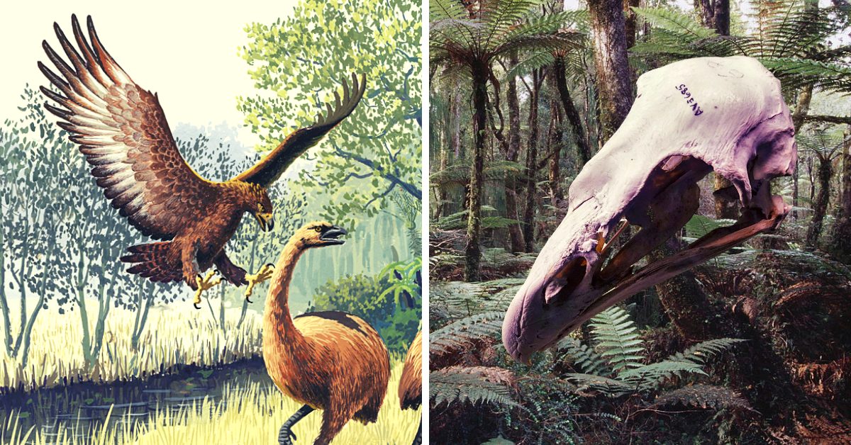 Haast's Eagle The Extinction of a Prehistoric Predator The Vintage News