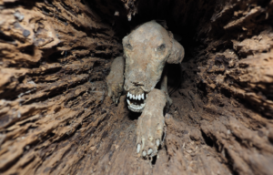 A mummified dog inside the trunk of a tree