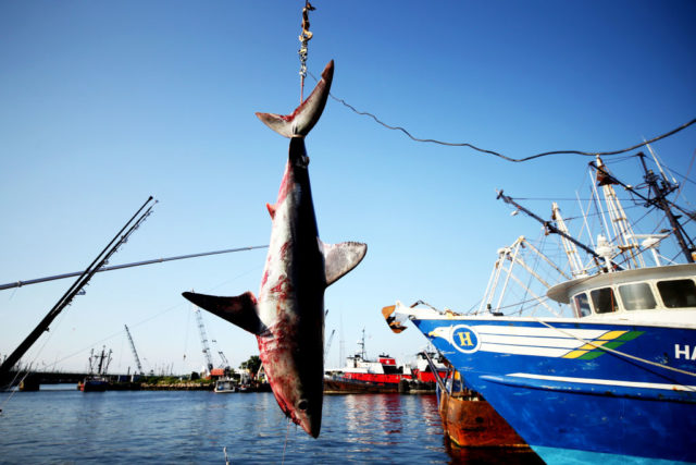 A large shark caught by fishermen during a "monster shark tournament"