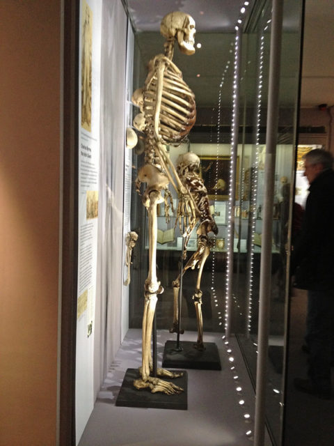 Skeleton of the "Irish Giant" behind museum glass.