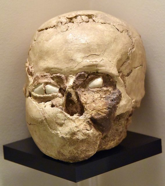 A skull on a shelf with plaster on it and shells in the eye sockets