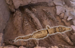 View looking down at numerous mummified crocodiles buried in the ground with a single mummy placed on top.