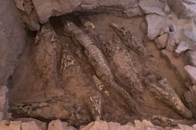 View looking down at numerous mummified crocodiles buried in the ground.