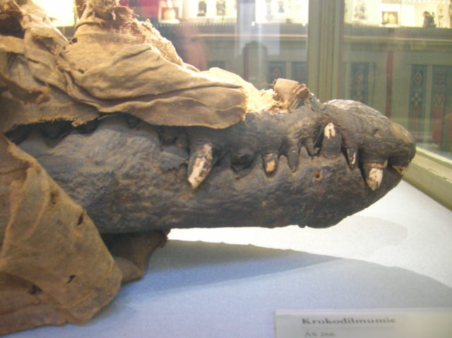 Mummified crocodile mouth with sharp teeth protruding. 