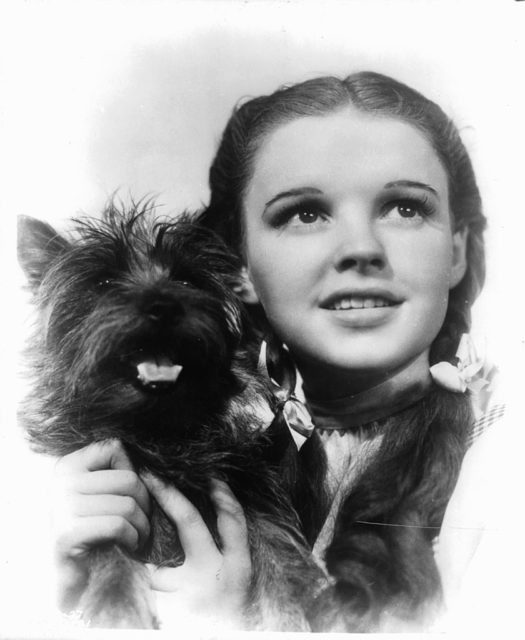 Judy Garland holding her dog Toto 