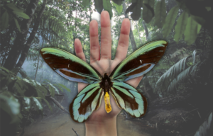 A hand holding a Queen Alexandra's Birdwing butterfly
