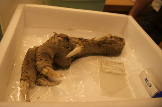 the preserved foot and claw of a moa 