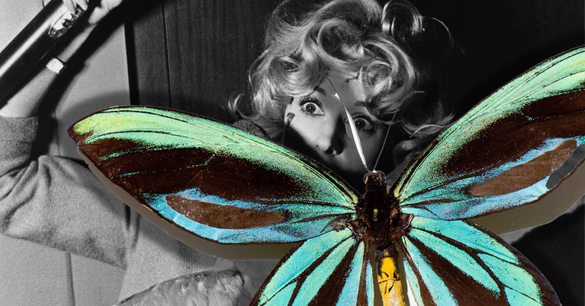 Queen Alexandra's Birdwing The World's Largest and Rarest Butterfly