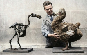 Scientist holding a reproduction of a dodo bird across from a skeleton of a dodo bird.