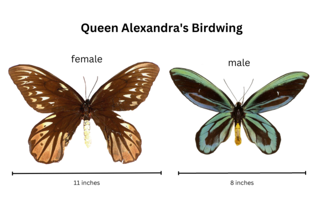 Diagram of Queen Alexandra's Birdwing size