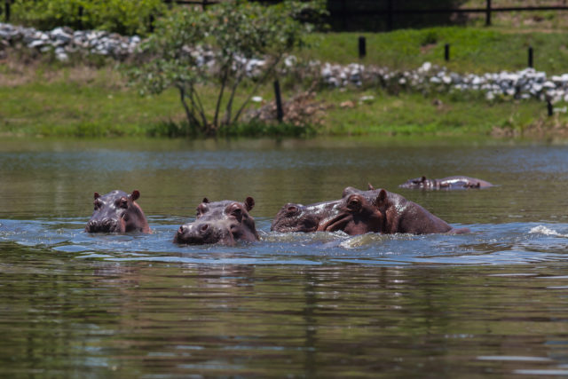 Hippos swimming in water, only their heads visible.