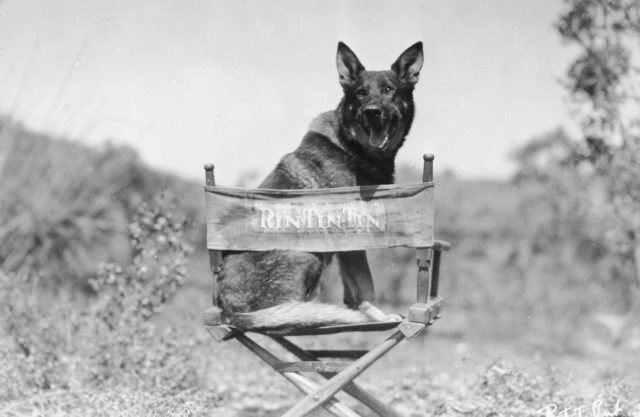 Rin Tin Tin sitting outdoors in a personalized canvas chair