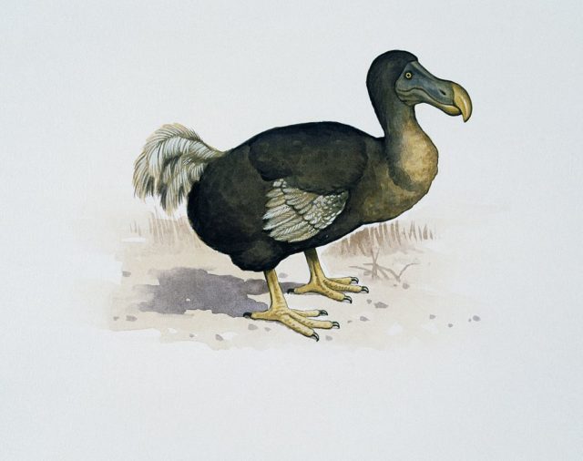 Line drawing of a dodo bird.