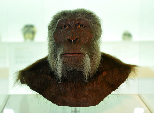 Model of 'paranthropus boisei.'