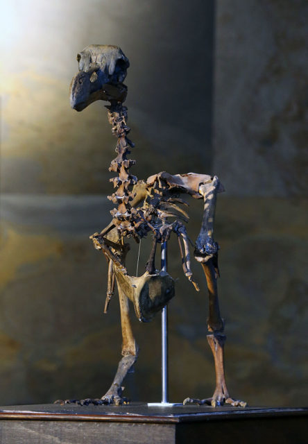 Skeleton of a dodo bird.