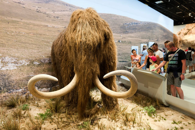 Museum display of a woolly mammoth. 