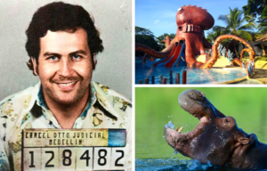 Mugshot of Pablo Escobar beside a photo of an octopus waterpark features and a hippo with its mouth open.