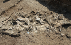 Fossil of hippo skeleton and associated Oldowan artifacts at the Nyayanga site