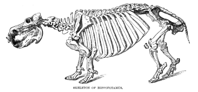 Line drawing of a hippo skeleton.