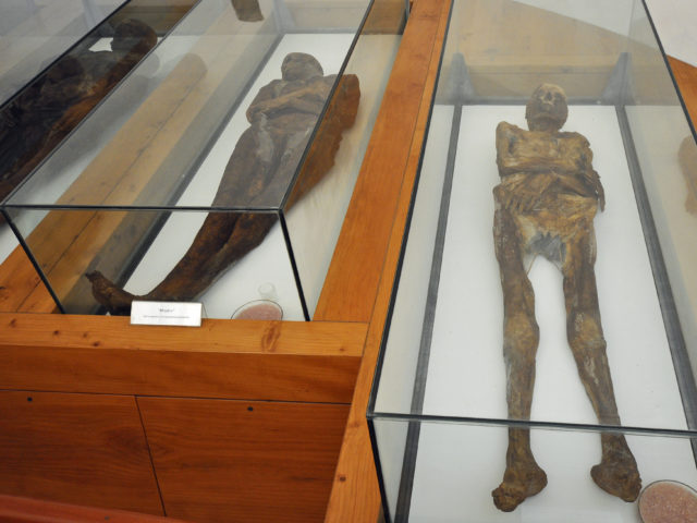 Three mummies laying on display in glass display cases.