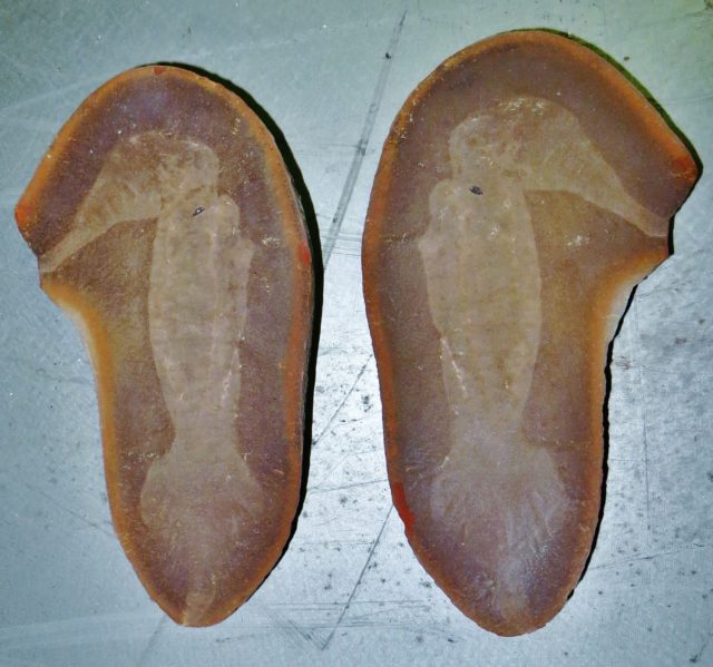 A split fossil showing the outline of a Tully monster