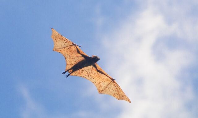 A flying bat, view from below.
