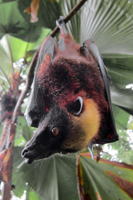 A photo of a golden-crowned flying fox, the largest bat, hanging upside-down.