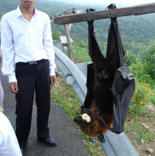 A hanging golden-crowned flying fox eating a banana, a man stands beside it.