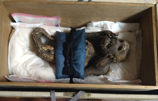 Photo of the mummy mermaid in a box