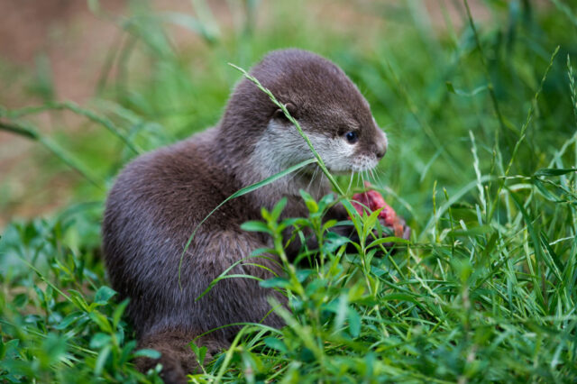 Otter eating a meatball in the grass