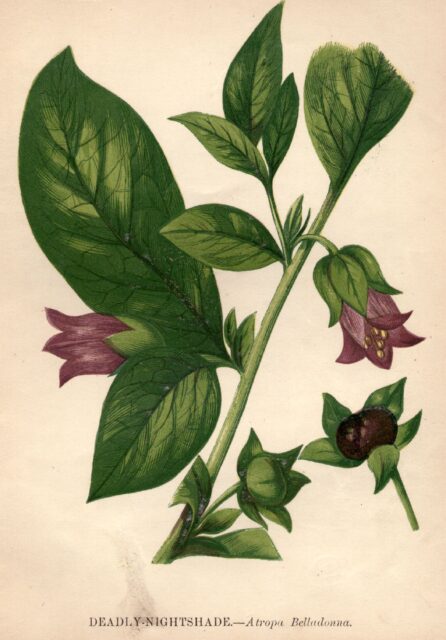 An illustration of Atropa belladonna, aka "deadly nightshade," which was used by Locusta