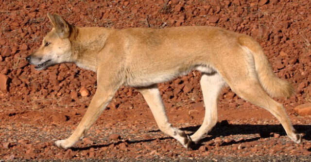 A dingo walk on a road in the Northern Territory.