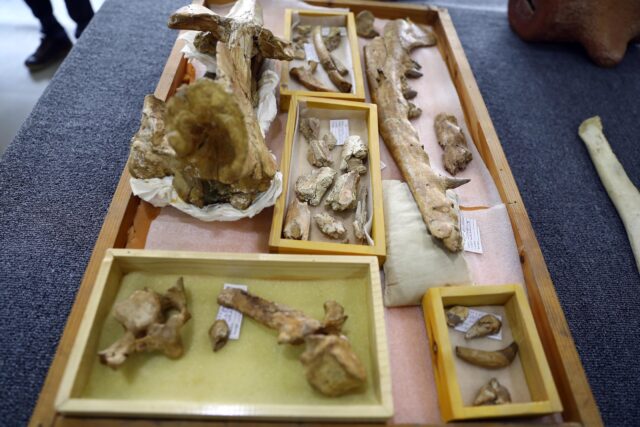 Various fossils from the discovery in the Egyptian desert in 2021.