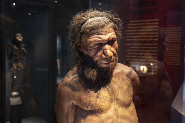 Model of a Neanderthal man on exhibit at a museum