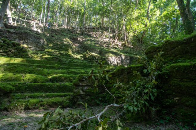 Mayan stairs in the jungle, surrounded by green