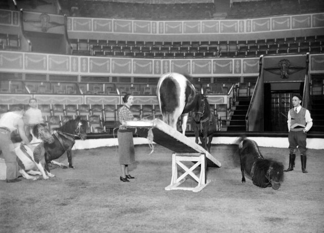 Maria Rasputin standing beside a miniature horse on a teeter totter with other men and horses surrounding them.