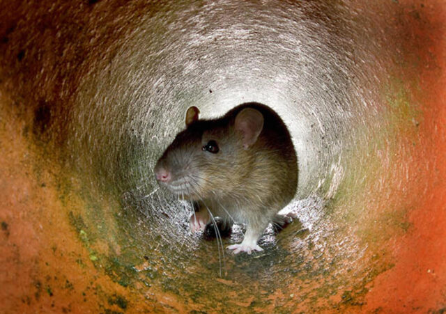 A rat in a tunnel.