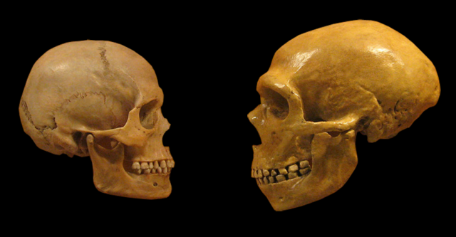 A human skull faces an example of a Neanderthal skull, showing the differences, most noteworthy, the size of the nasal region.