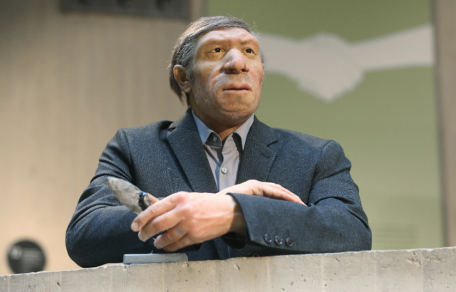 A reconstructed Neanderthal wears a grey suit while holding a stone knife at the Museum Mettmann in 2021.