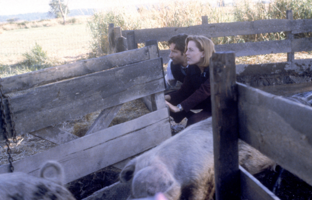 Gillian Anderson and David Duchovny release a bunch of pigs in the 1996 episode "Home."