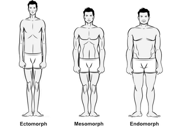 Three line drawings of male bodies, one tall and thin, one average, and one short and muscular. 
